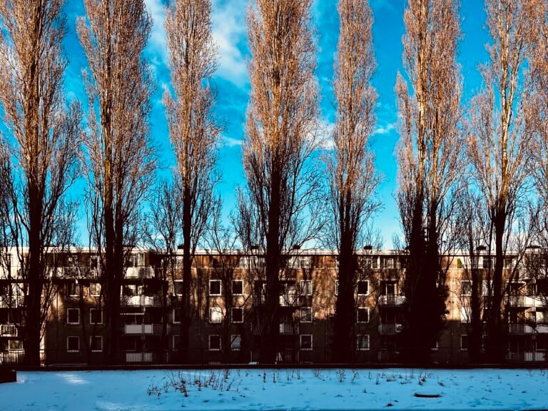 阿姆記事：大雪。